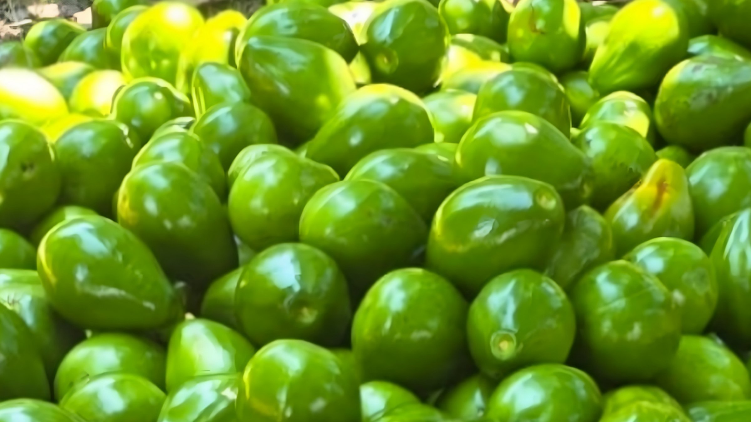 Aguacates frescos en cosecha
